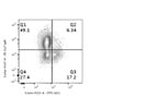 Detection of IgM+ B Cells in Mouse Spleen