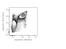 Detection of Mouse CD19+ B Cells