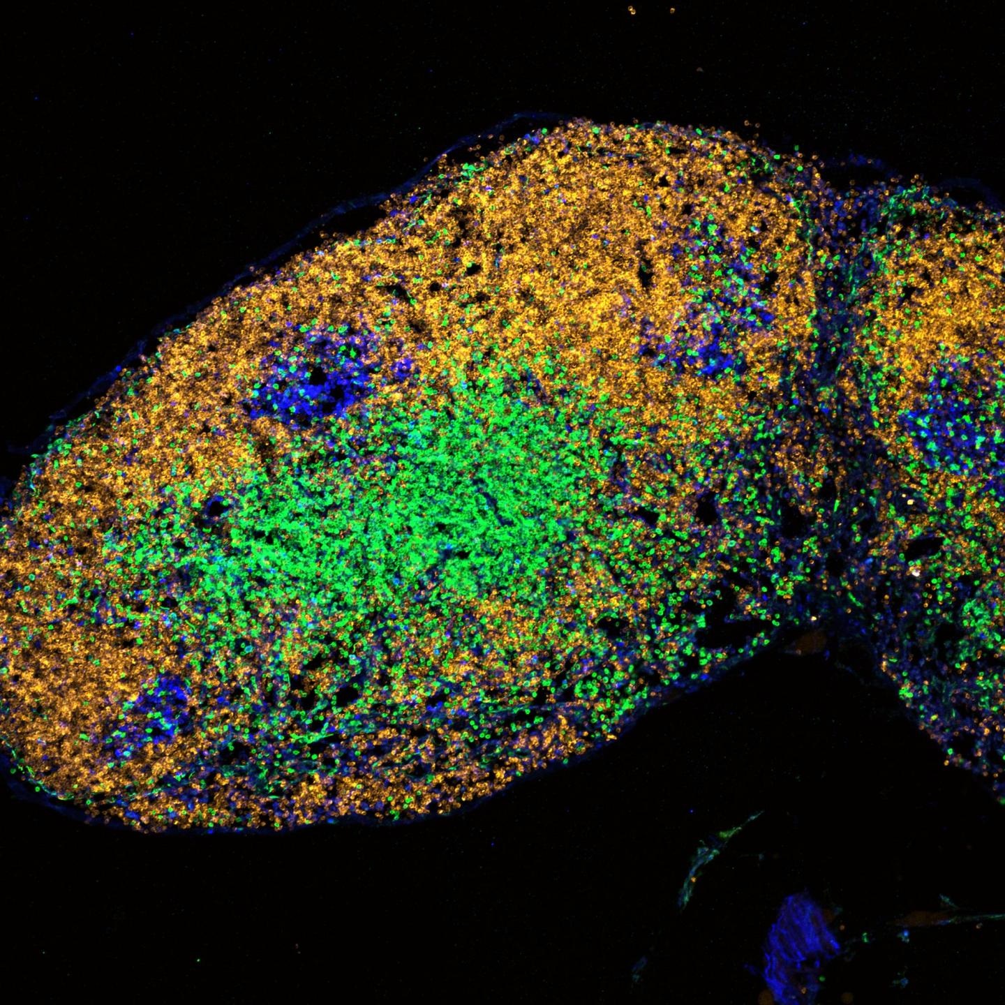 mouse lymph node
