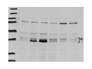 Excellent Phospho-JNK1/2/3 Antibody from CST