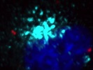 Very Good EEA1 Antibody from CST