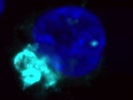 Excellent LAMP1 Antibody for Lysosomal Stain