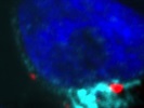 Good Golgi Marker; However, Lower Resolution than Other Markers