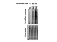 Unnatural Amino Acid that Can Detect Newly Produced Proteins