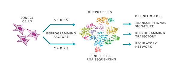 single cell genotyping