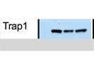 Great and Easy-to-Use TRAP1 Antibody from Thermo