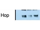 CST HOP Antibody Works Well