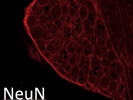CST NeuN Antibody Is Ok - Had Some Boundary Effect