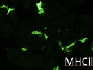 Super Easy I-A/I-E Antibody for IHC