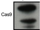CST Cas9 Antibody Works Well