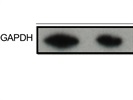 Great Antibody to Detect GAPDH