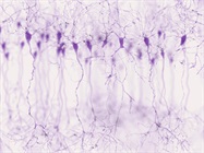 Charting the Map of Neuronal Fate Specification Using Single Cell Transcriptomics and Epigenomics