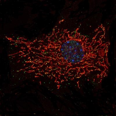 Mitochondria
