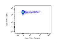 This Tetramer Identifies CD8+ T Cells Well