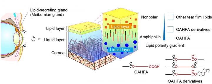 lipid gradient in tear film