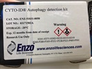 Autophagy Detection Kit that Does Not Require Transfection