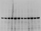 Great Antibody for Phospho-Akt Ser473