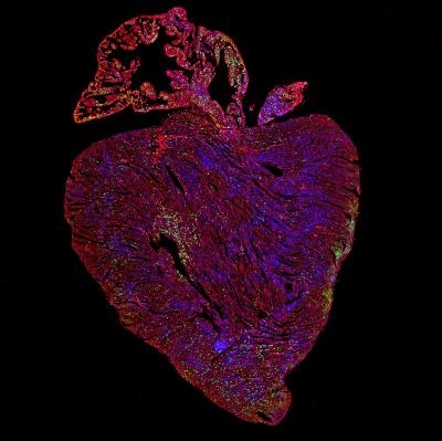 replicating heart cells