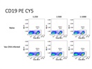 Great Antibody to Detect CD19-Expressing B Cells via Flow Cytometry