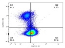 Decent ID2 Antibody