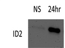 Decent Id2 Antibody for Western Blot