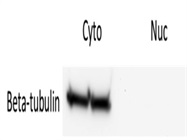 Very Good Tubulin Antibody from MilliporeSigma