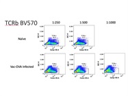 Great Antibody to Identify TCR Beta T Cells via Flow Cytometry