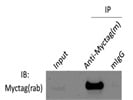 Great Myc-Tag Antibody for Western Blot