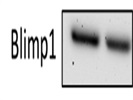 Great Antibody for Blimp1 Detection