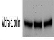 Great Alpha Tubulin Antibody for Loading Control