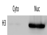 Very Good Antibody for H3