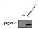 Very Good Phospho-ERK Antibody for Mouse Lymphocytes