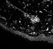 Great Anti-CD40 Antibody