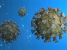 The Molecular Targets of SARS-CoV-2