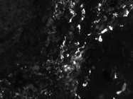 Good CD209 Antibody for IF