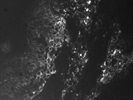 Great CD205 Antibody from Miltenyi