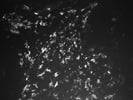 Great CD163 Antibody for IF