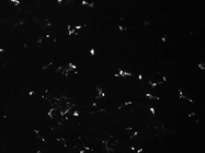 Tested for IF - Good CD206 Antibody
