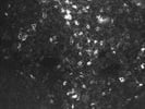 Good CD279 Antibody