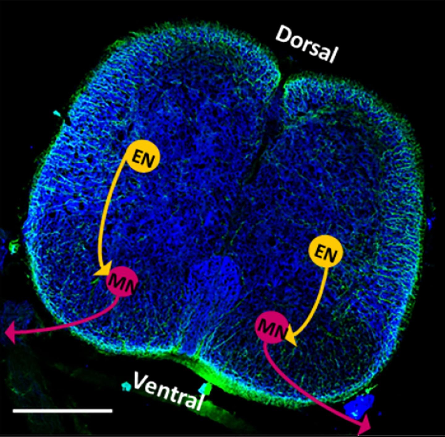rat spinal cord