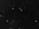 Great CD271 Antibody