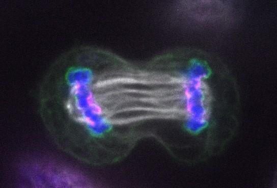 LEM2 in Mitosis