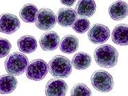 Streamlining Research Workflows with Advanced Flow Cytometry