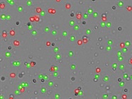 Innovations in Cell Counting