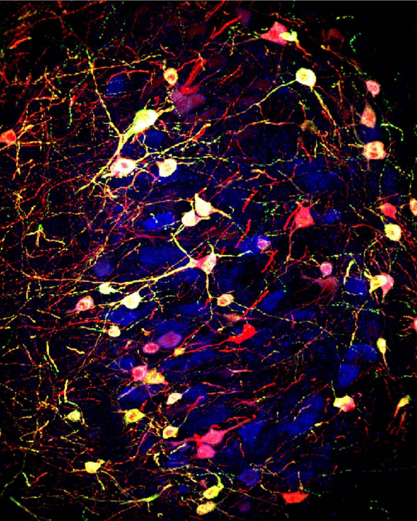 neurotransmitter switching