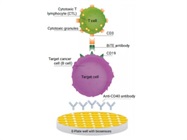 Evaluating Functional Potency of Immunotherapies Targeting Tumors of B Cell Origin