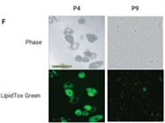 Real-Time Quality Control and Functional Assessment of Mesenchymal Stem Cells for Cellular Therapies