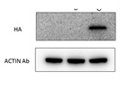 HRP-Conjugated Anti-HA Tag Antibody Working Well for WB