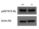 Good Antibody for pAKT473 from CST