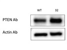 Good Antibody for PTEN in Western Blot Experiments